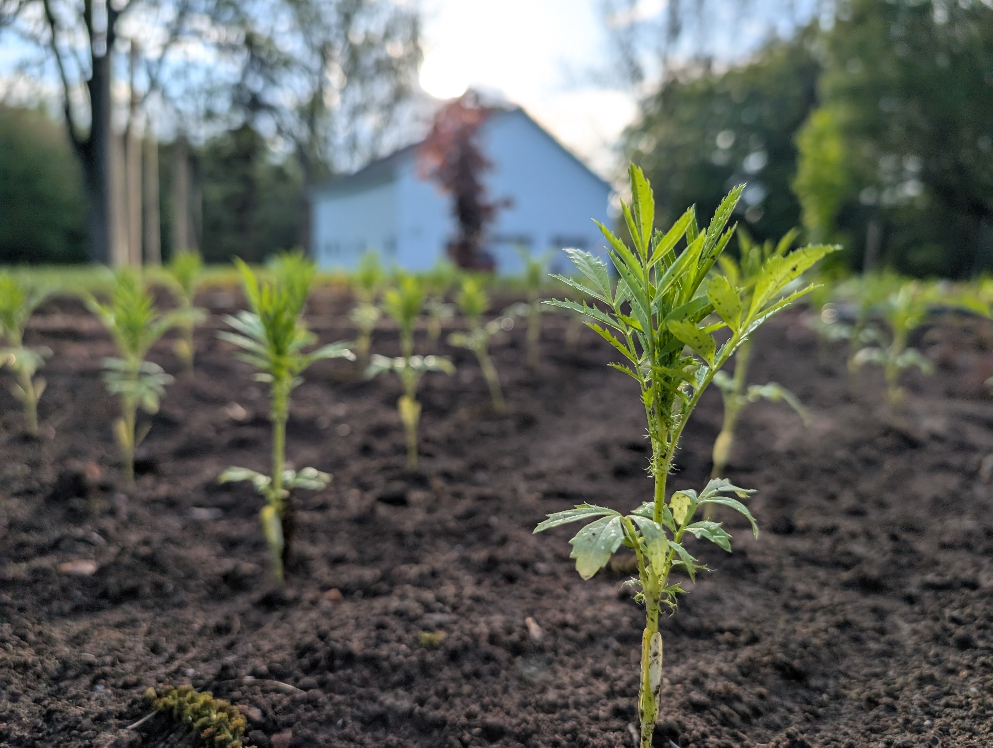seedling with barn
